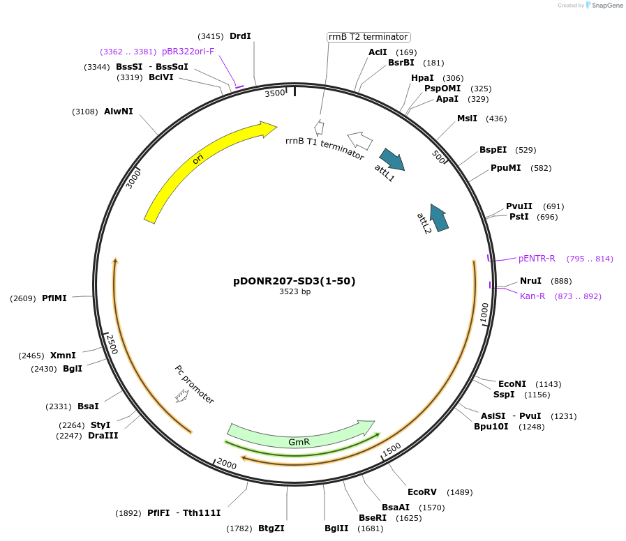 44587-plasmid-map-sequence-id-60946