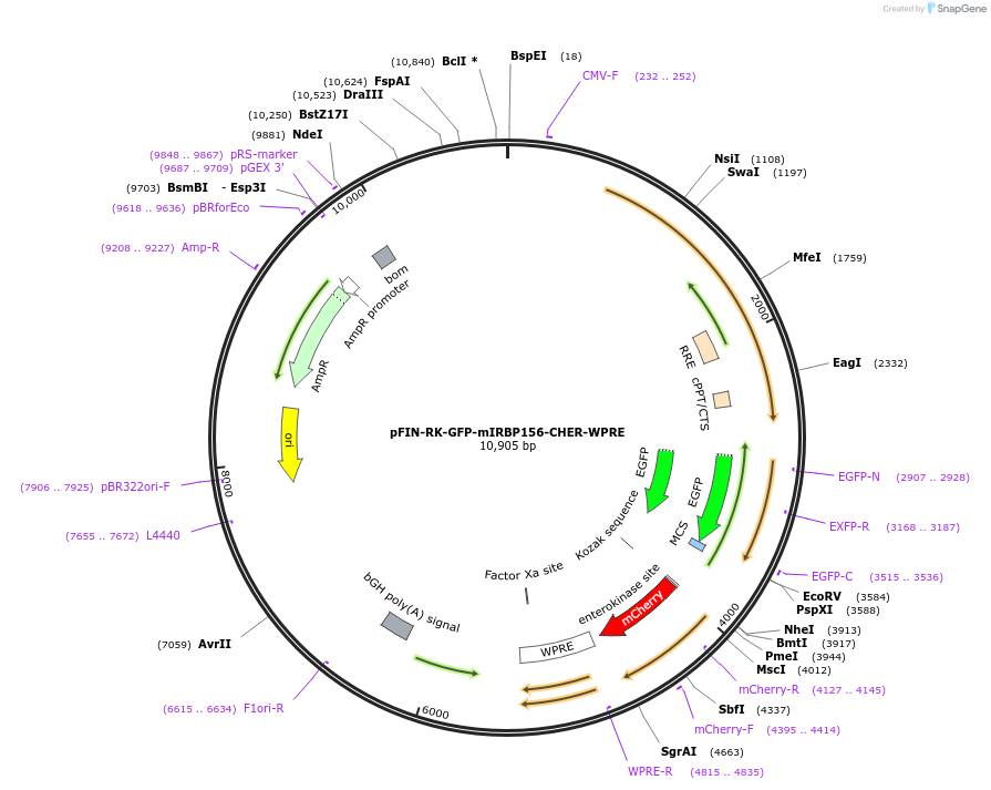 44351-plasmid-map-sequence-id-60953