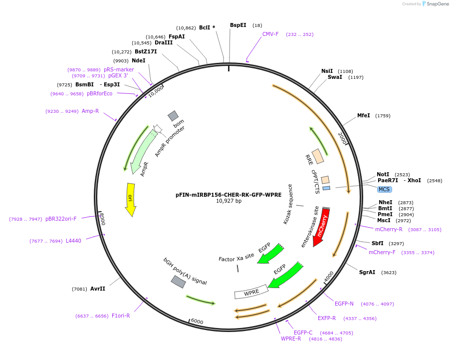 44593-plasmid-map-sequence-id-60955