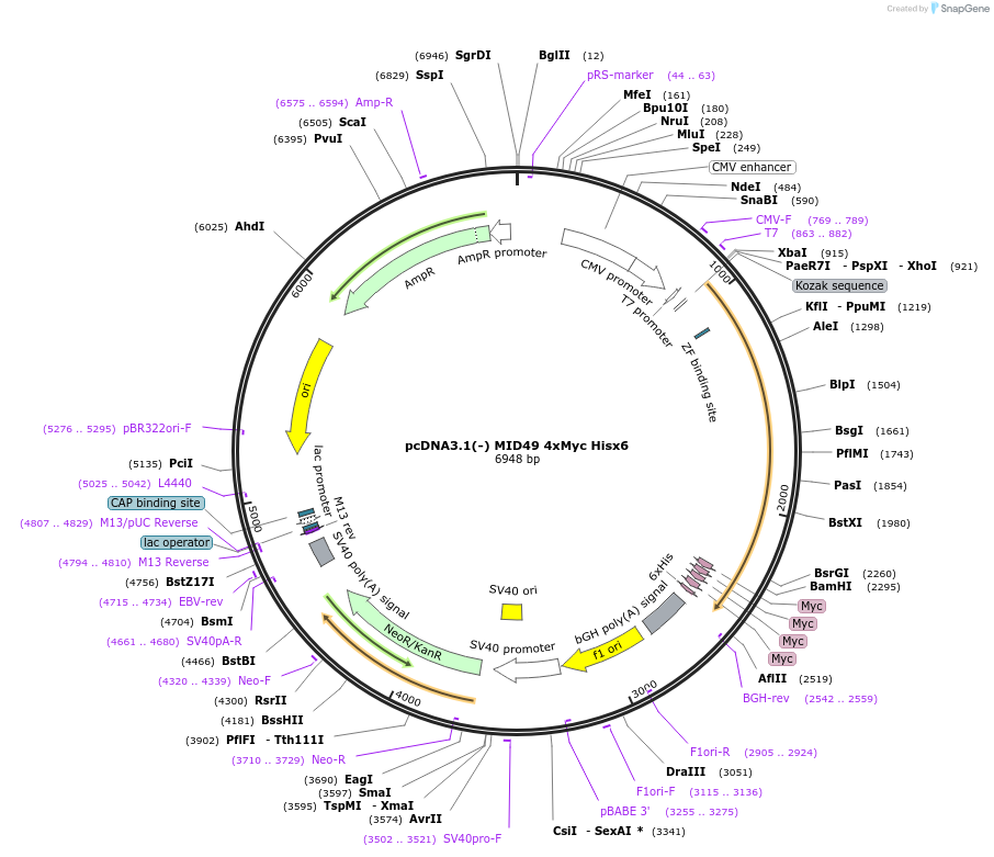 44596-plasmid-map-sequence-id-60958