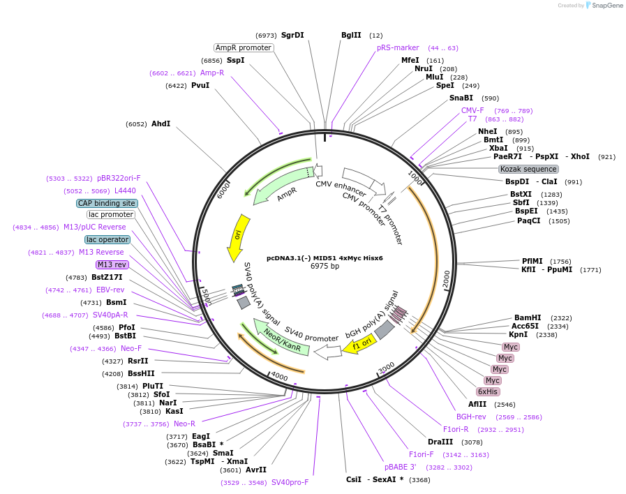 44598-plasmid-map-sequence-id-60974
