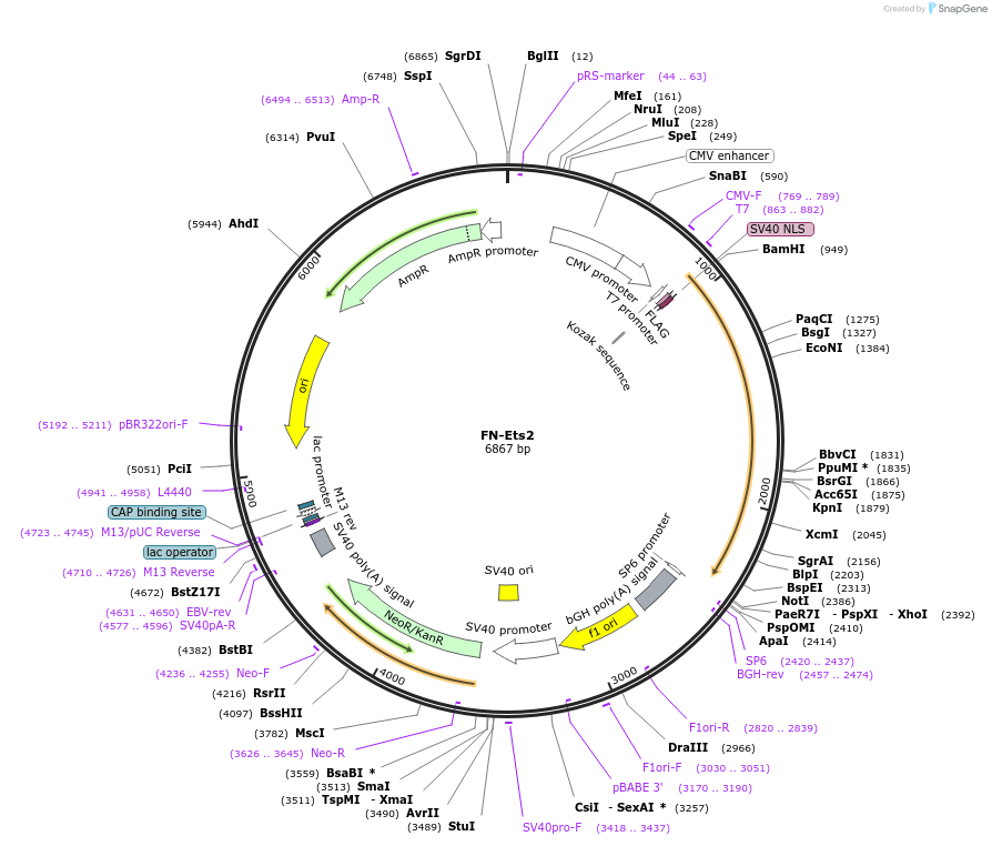 60981_map