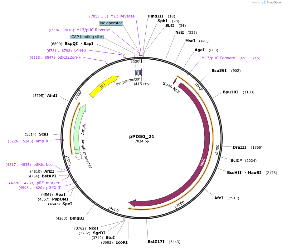 1450-plasmid-map-sequence-id-61