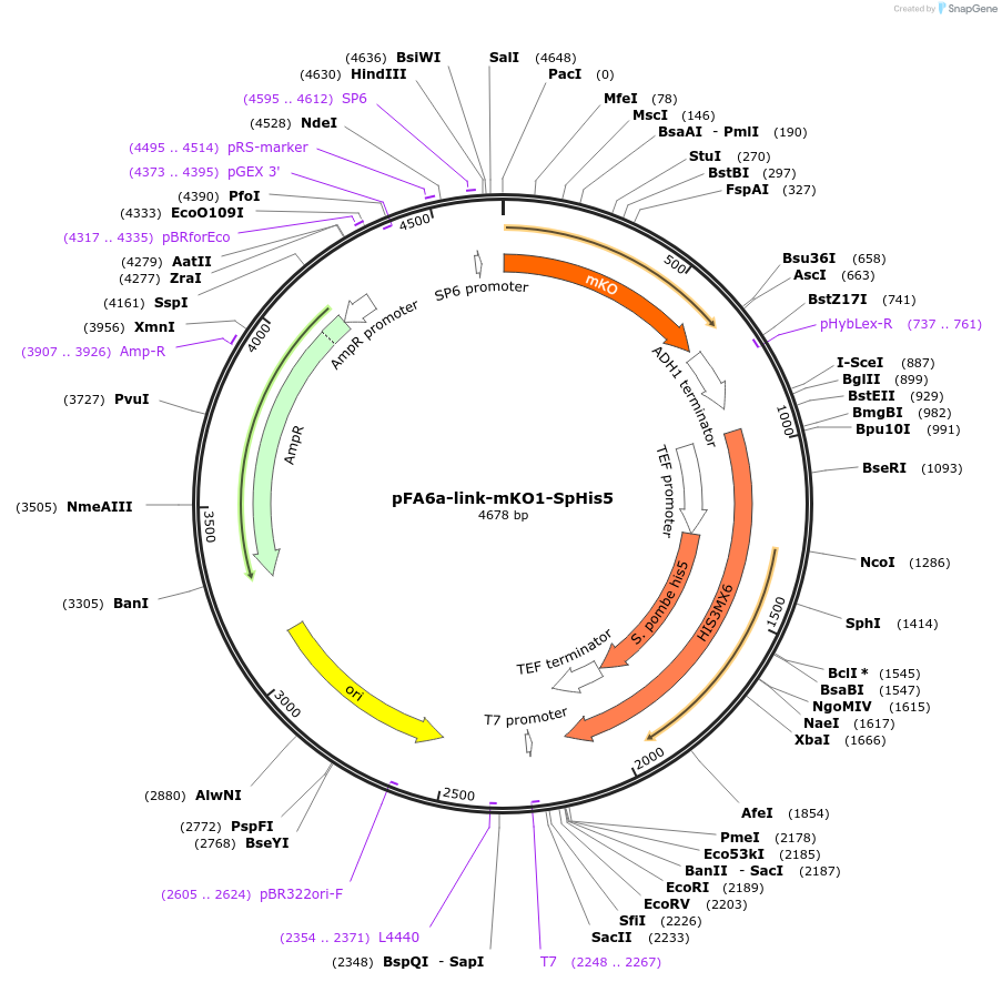 44642-plasmid-map-sequence-id-61105