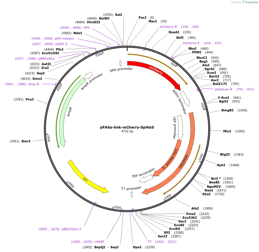 44643-plasmid-map-sequence-id-61112