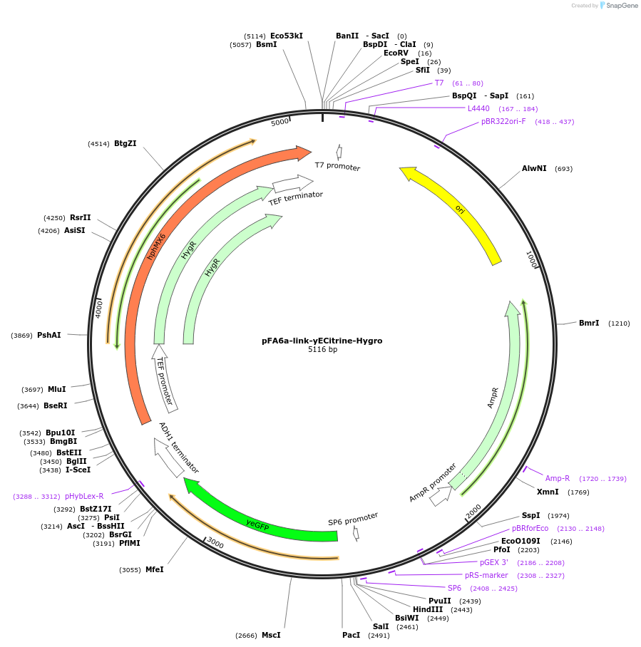 44646-plasmid-map-sequence-id-61115