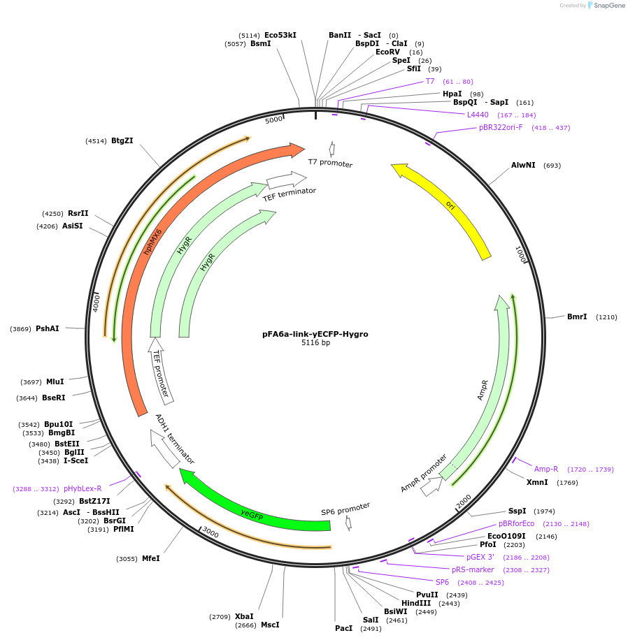 44647-plasmid-map-sequence-id-61116