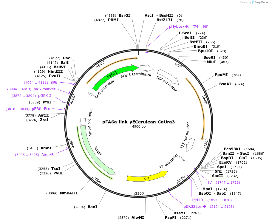 44648-plasmid-map-sequence-id-61117