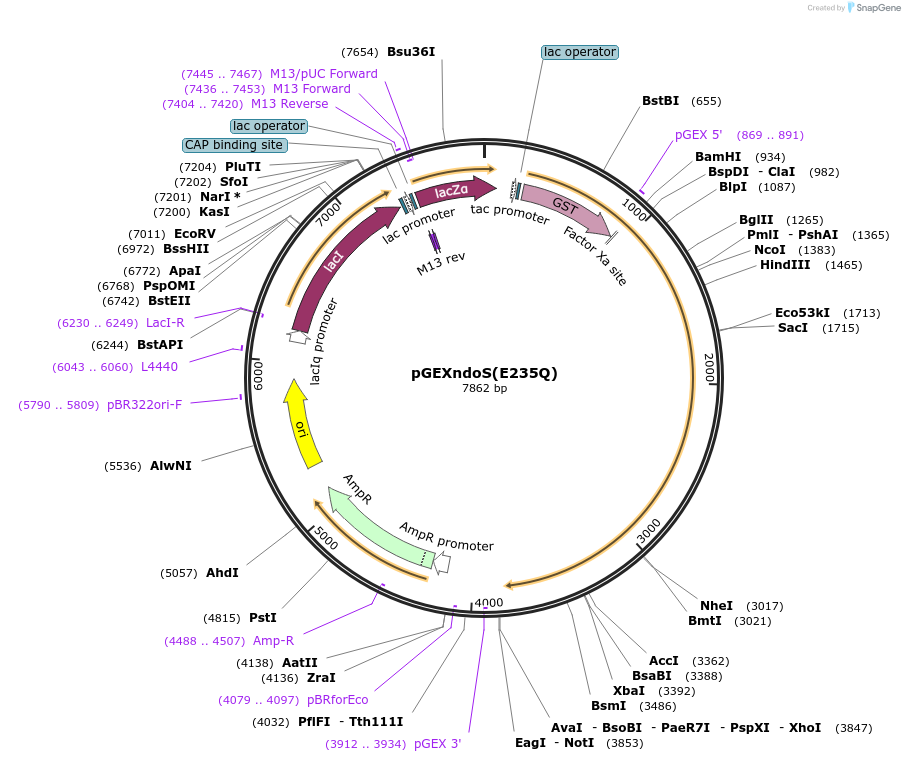 44656-plasmid-map-sequence-id-61122