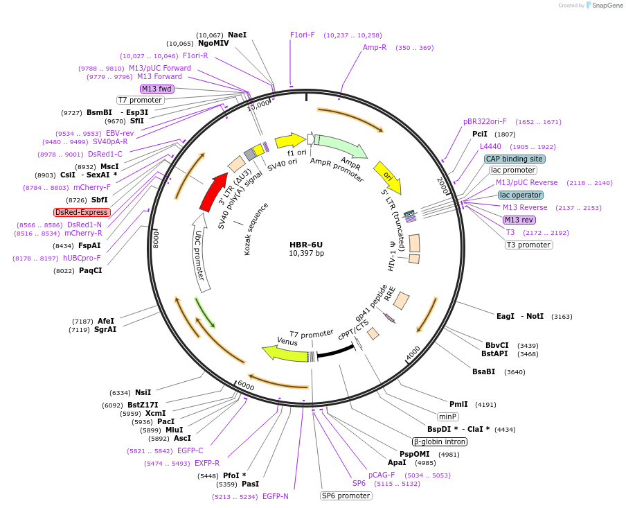42621-plasmid-map-sequence-id-61224