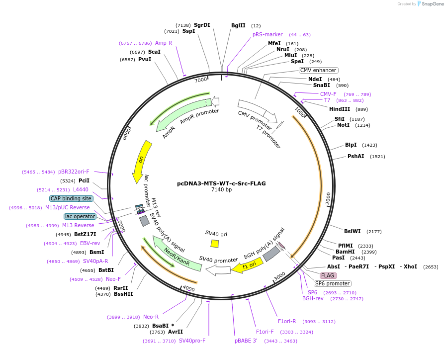 44652-plasmid-map-sequence-id-61242