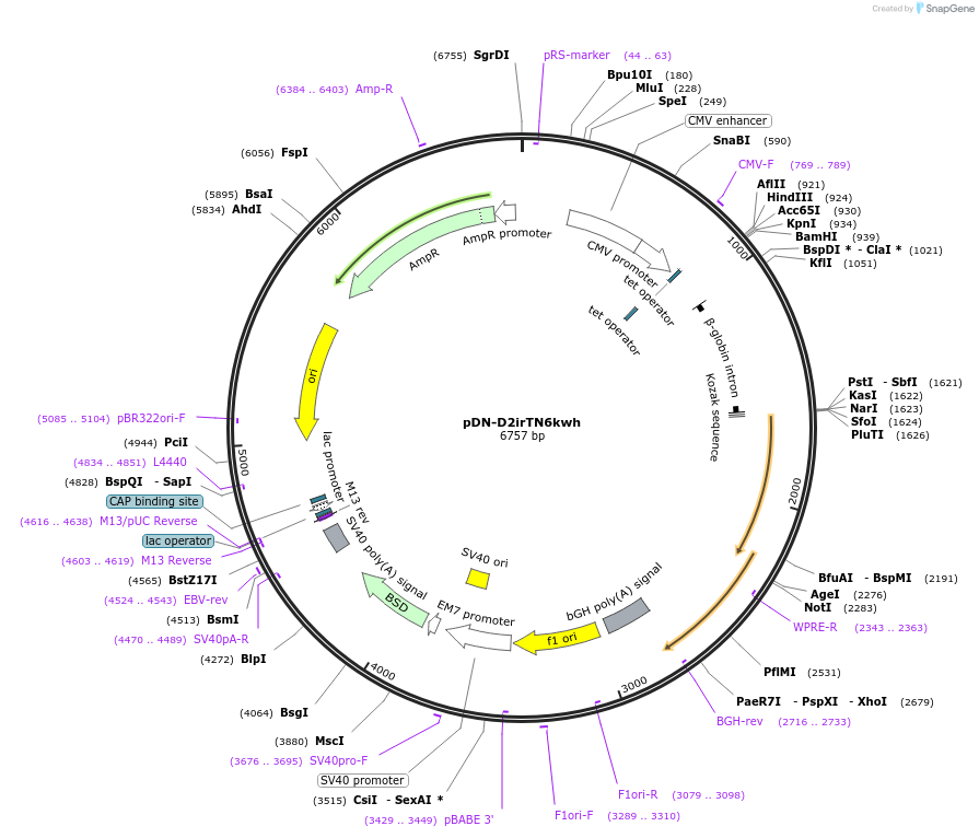 44724-plasmid-map-sequence-id-61266