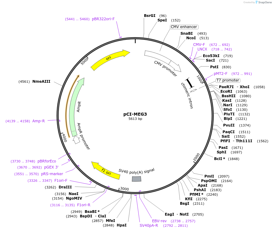 44727-plasmid-map-sequence-id-61283