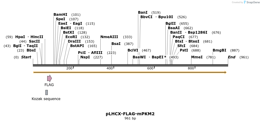 61432_map