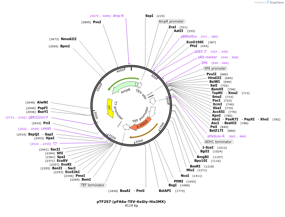 44068-plasmid-map-sequence-id-61660