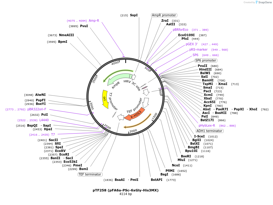 44062-plasmid-map-sequence-id-61661