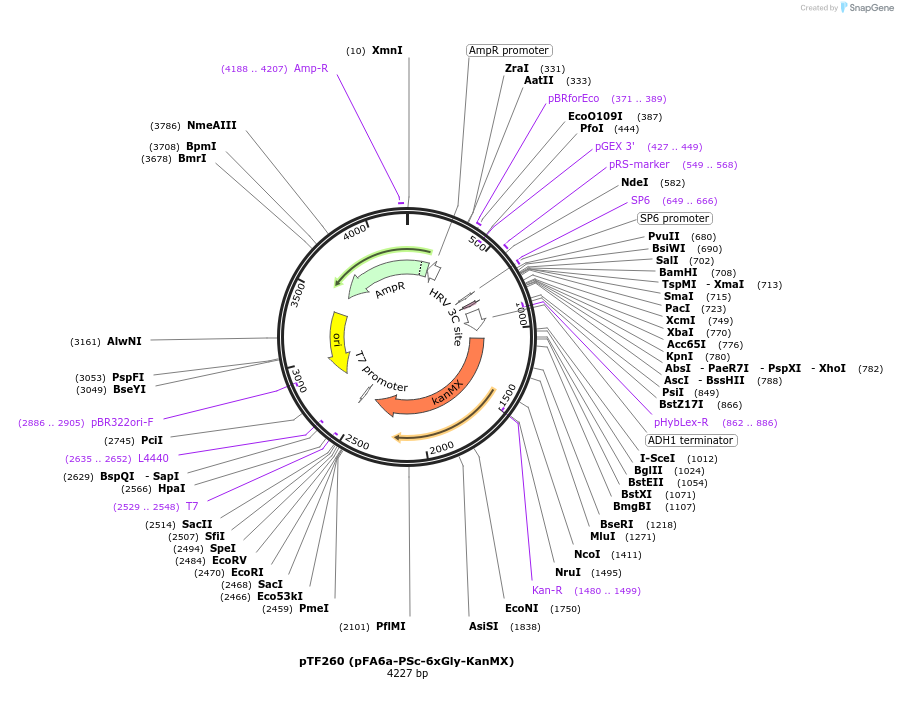 44086-plasmid-map-sequence-id-61663