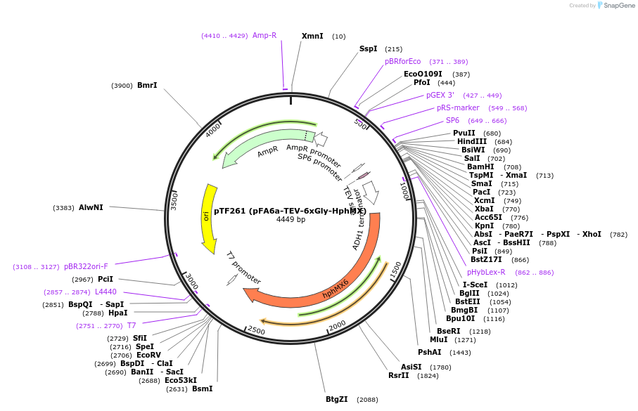 44080-plasmid-map-sequence-id-61664
