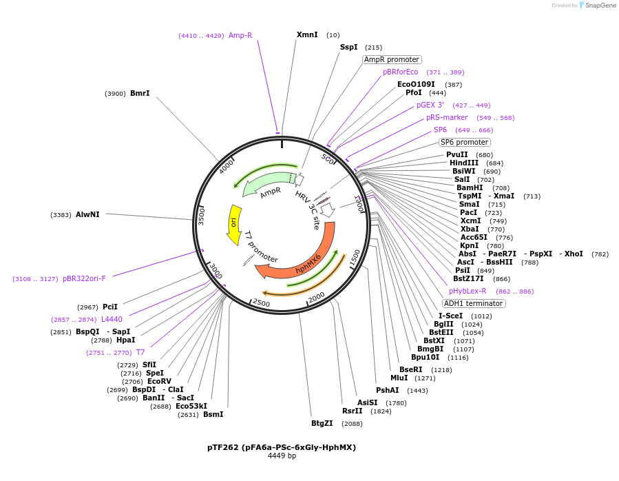 44074-plasmid-map-sequence-id-61665