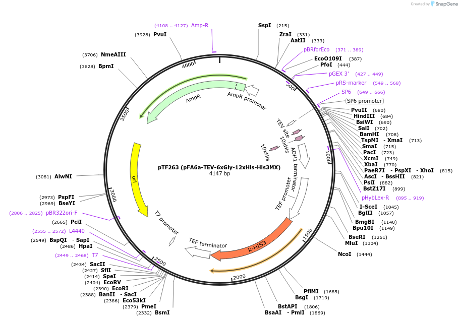 44069-plasmid-map-sequence-id-61666
