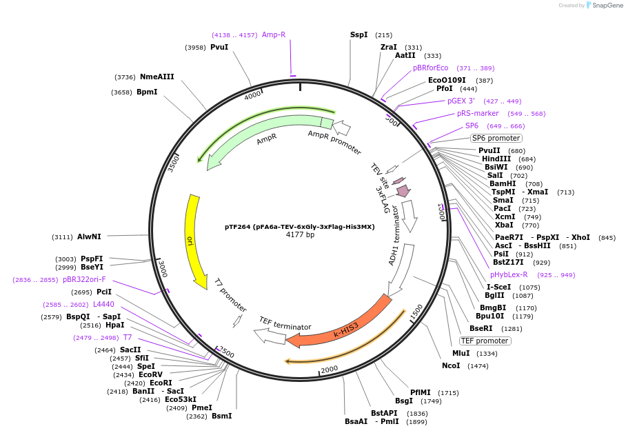 44071-plasmid-map-sequence-id-61667