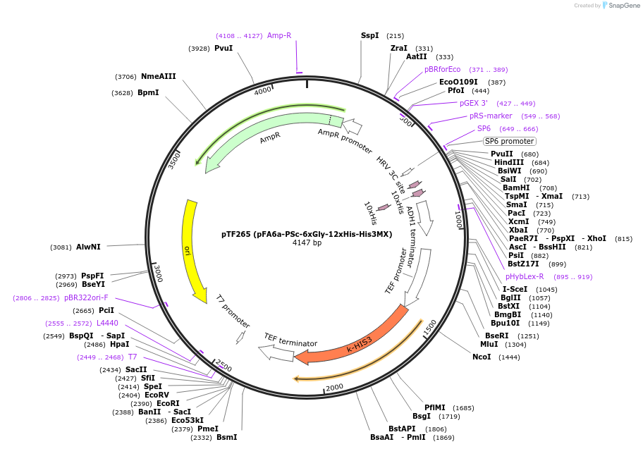 44063-plasmid-map-sequence-id-61668