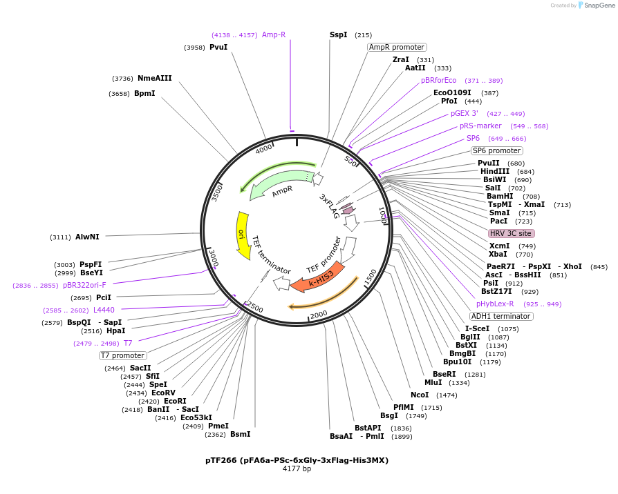44065-plasmid-map-sequence-id-61669