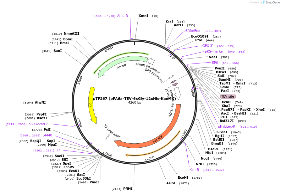 44093-plasmid-map-sequence-id-61671