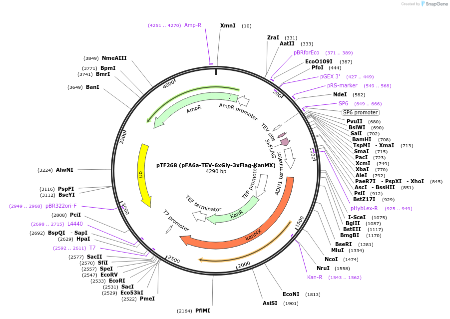 44095-plasmid-map-sequence-id-61672