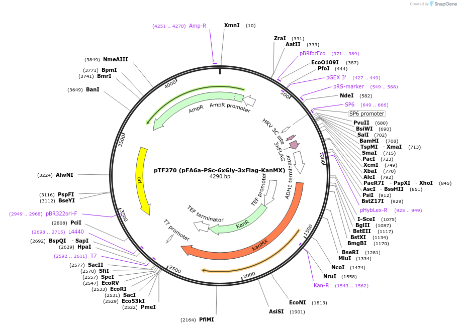 44089-plasmid-map-sequence-id-61674