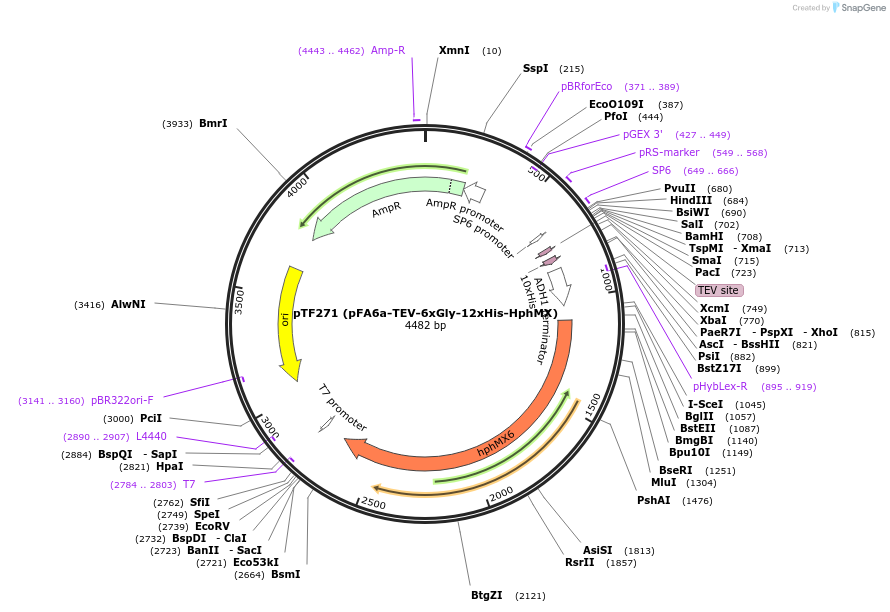 44081-plasmid-map-sequence-id-61675