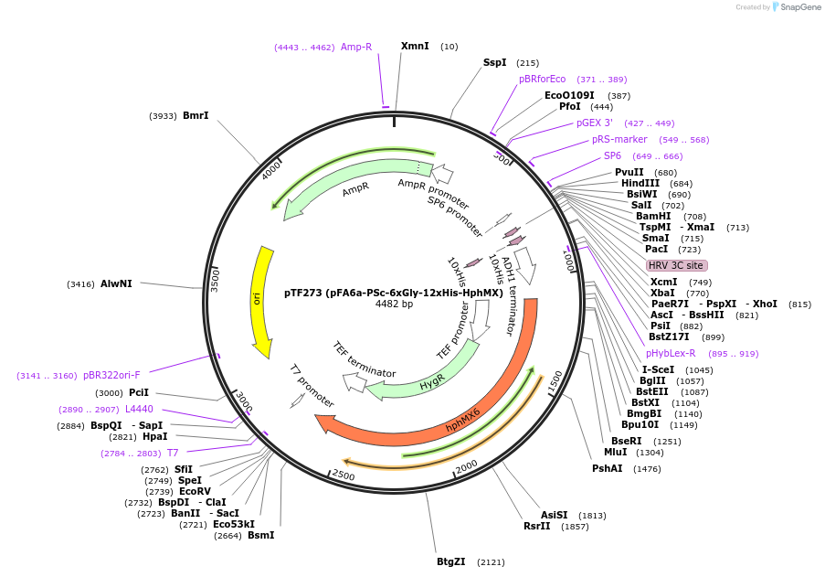 44075-plasmid-map-sequence-id-61677