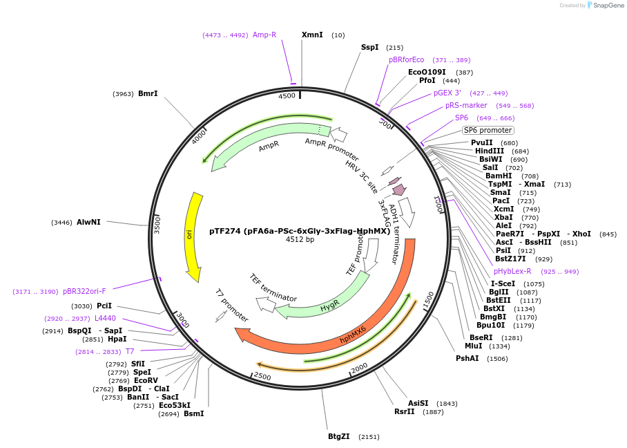 44077-plasmid-map-sequence-id-61678