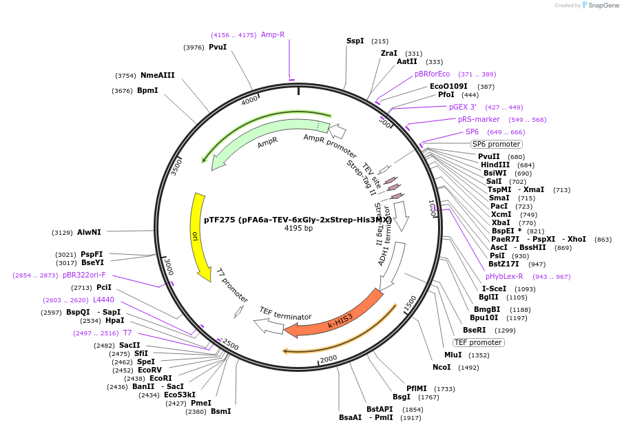 44070-plasmid-map-sequence-id-61679