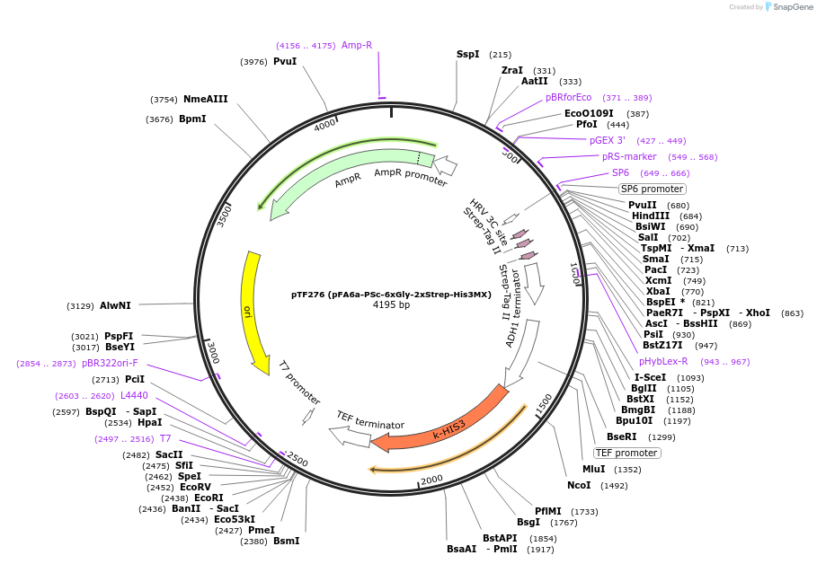 44064-plasmid-map-sequence-id-61680