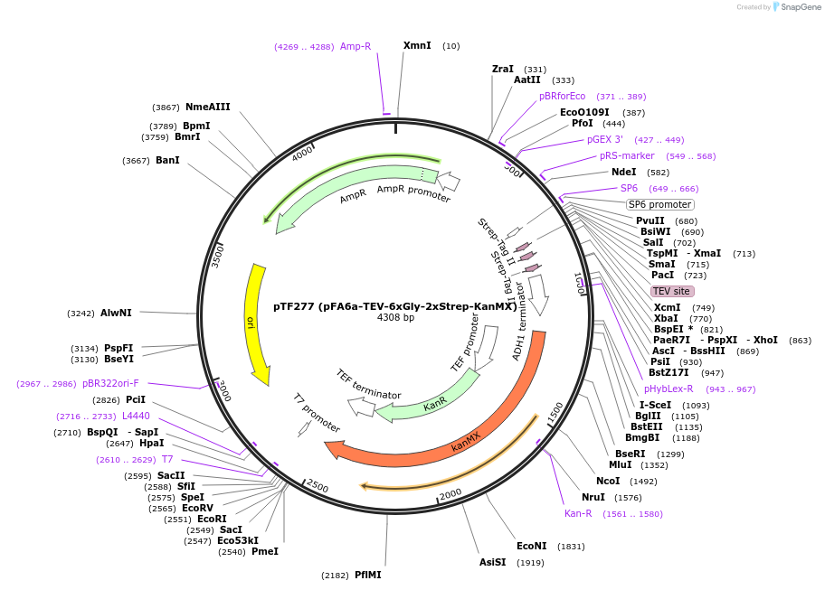 44094-plasmid-map-sequence-id-61681