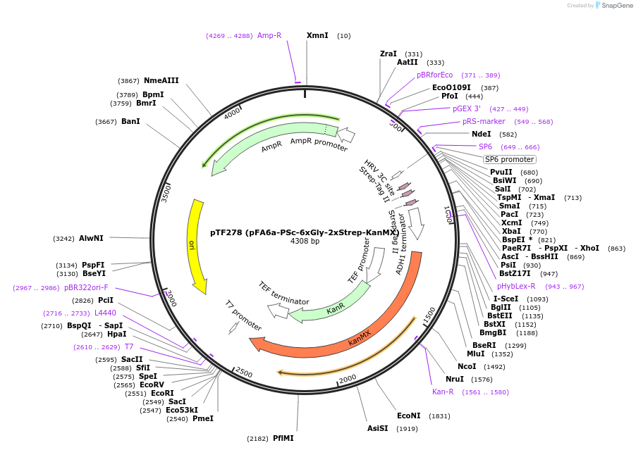 44088-plasmid-map-sequence-id-61682