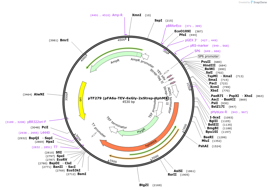 44082-plasmid-map-sequence-id-61684