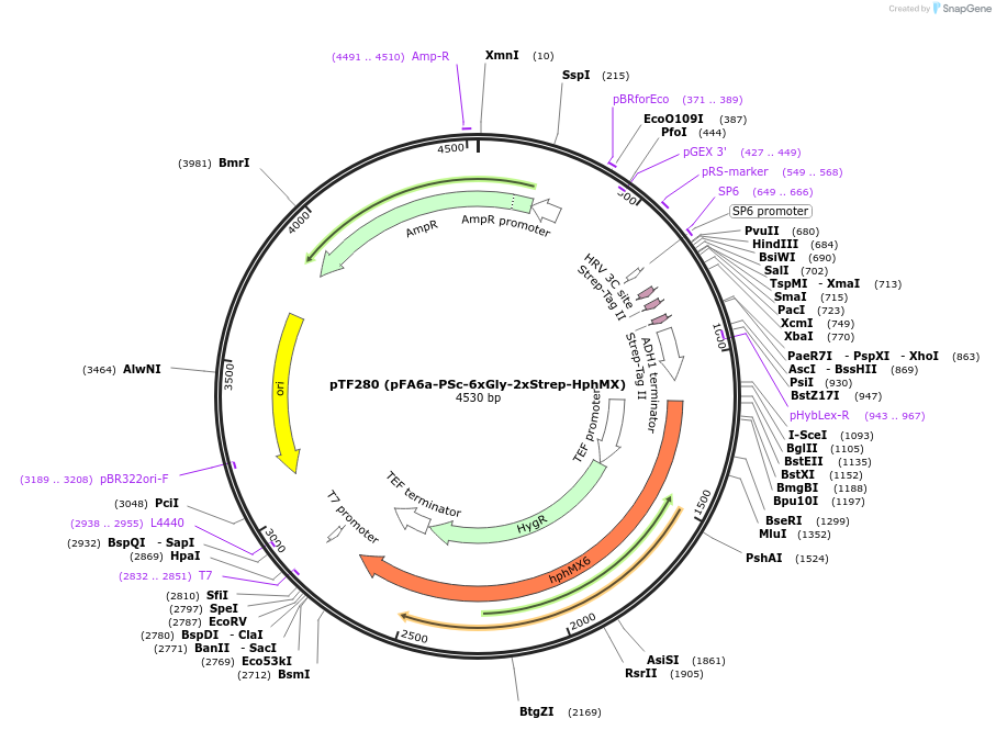 44076-plasmid-map-sequence-id-61685