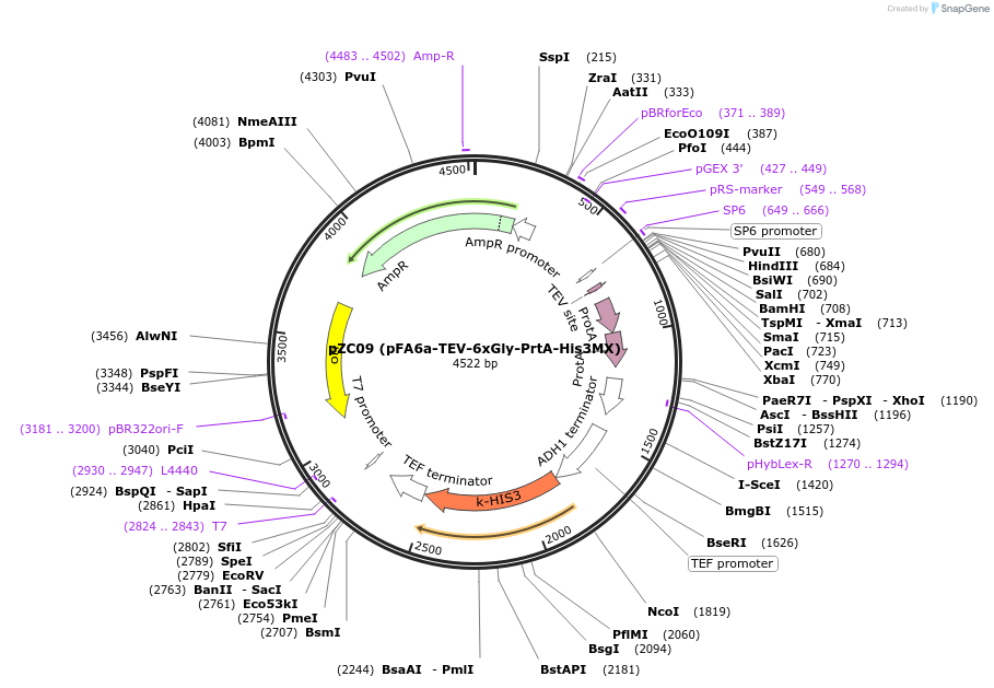 44073-plasmid-map-sequence-id-61686