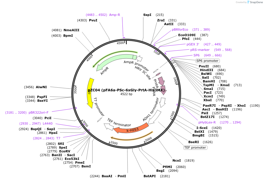 44066-plasmid-map-sequence-id-61687