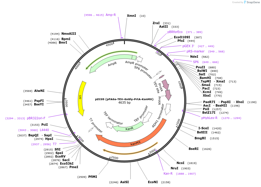 44096-plasmid-map-sequence-id-61688