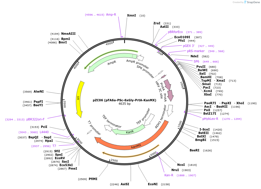 44090-plasmid-map-sequence-id-61689
