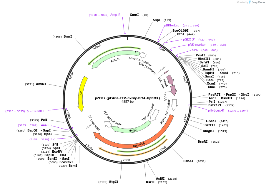 44084-plasmid-map-sequence-id-61690