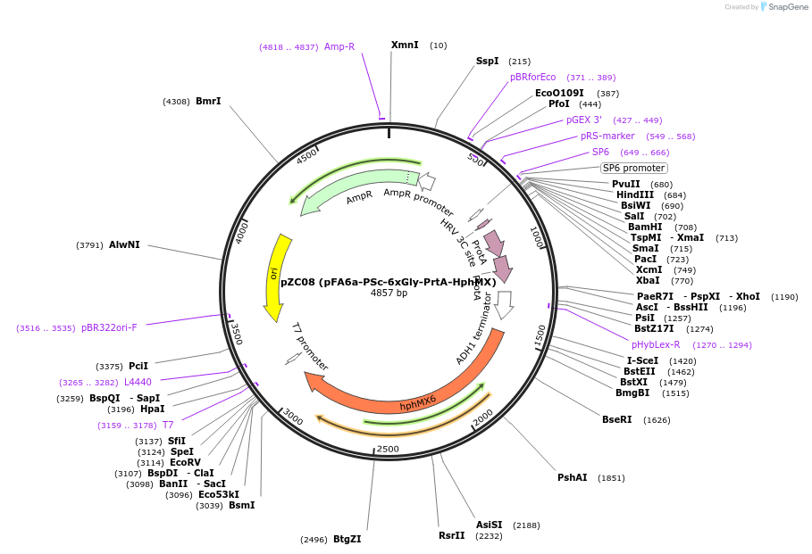 44078-plasmid-map-sequence-id-61691