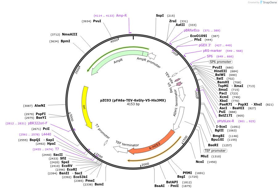 44072-plasmid-map-sequence-id-61692