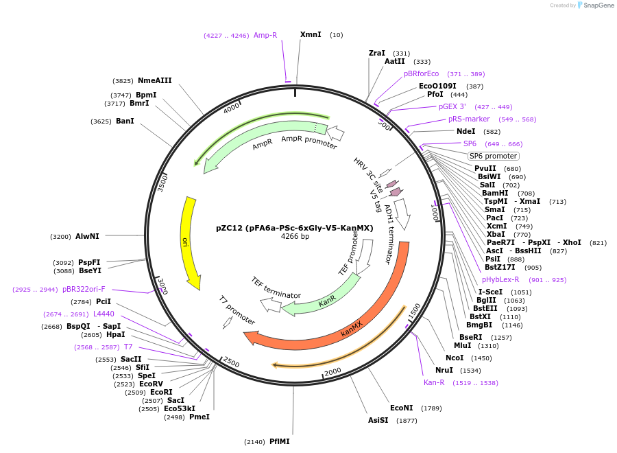 44091-plasmid-map-sequence-id-61695