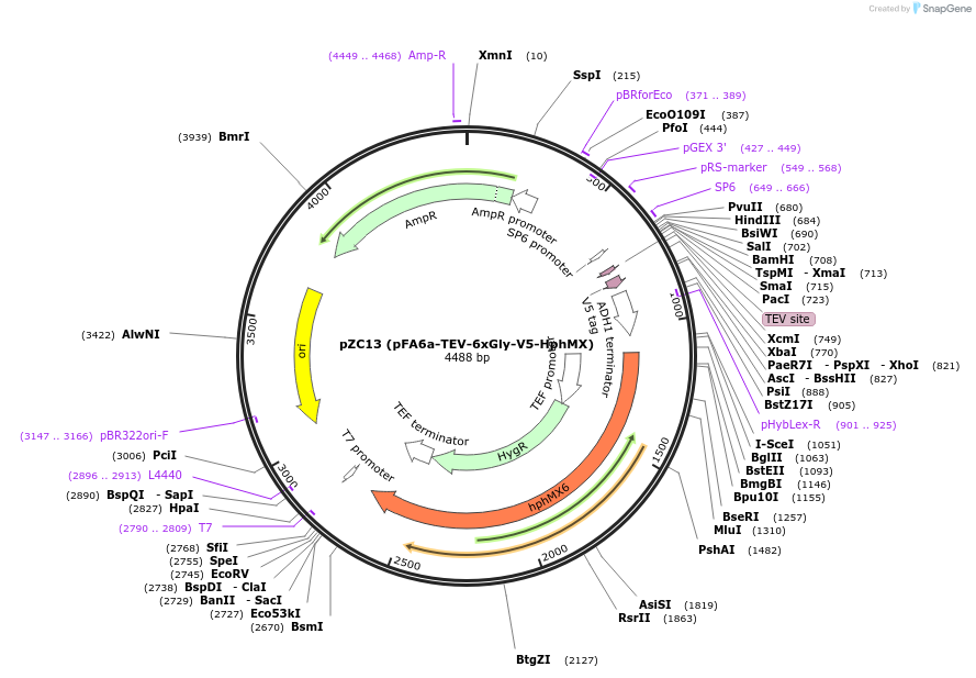 44085-plasmid-map-sequence-id-61696