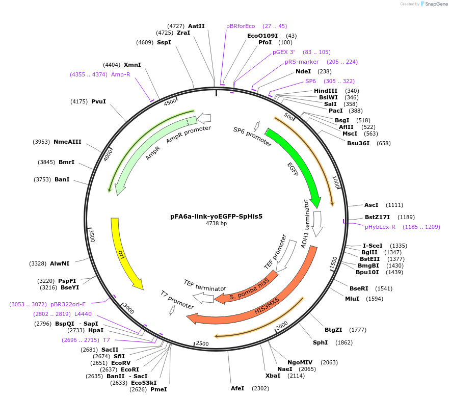 44836-plasmid-map-sequence-id-62007