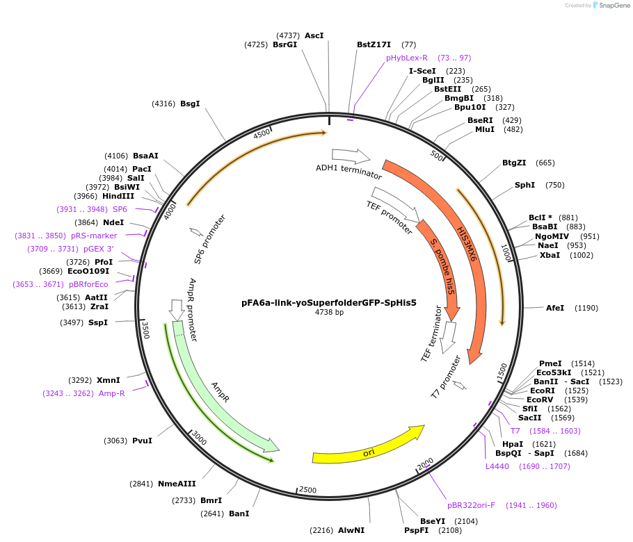44837-plasmid-map-sequence-id-62010
